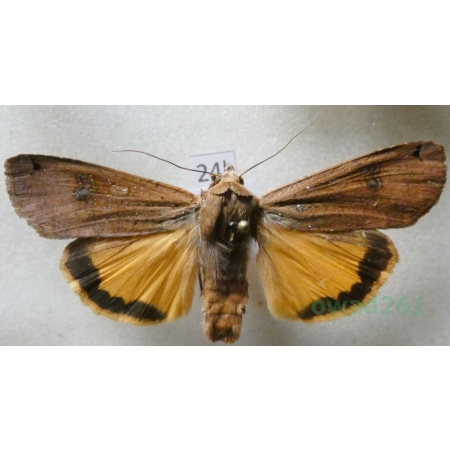 Noctua pronuba (Linnaeus, 1758) Rolnica tasiemka Czech24k